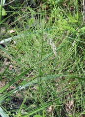 Equisetum fluviatile