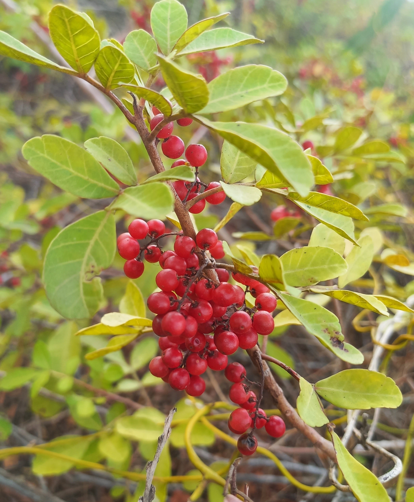 Schinus terebinthifolia