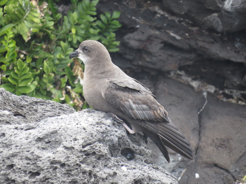 Murphy's Petrel photo