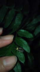 Biasticus flavinotus