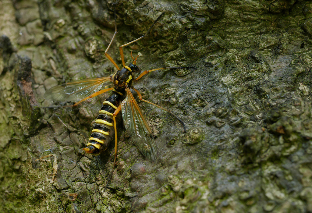 Ctenophora flaveolata