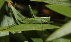 Conocephalomima barameda