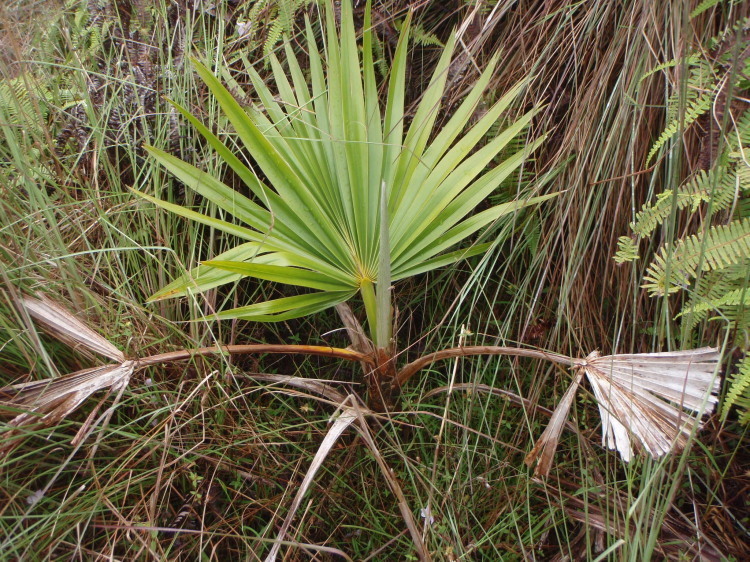 Pritchardia flynnii