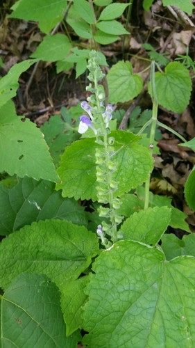 Scutellaria ovata ssp. ovata