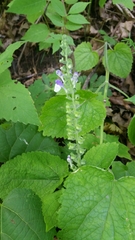 Scutellaria ovata ovata