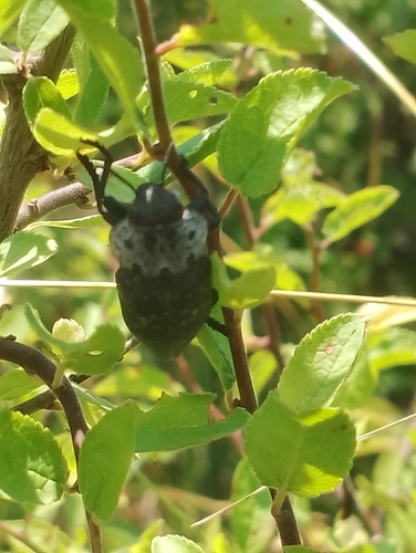 Flat-headed Root-borer