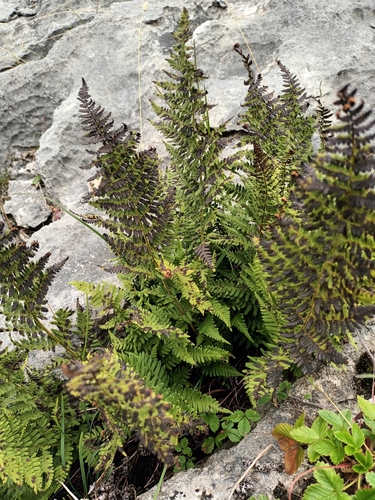 Image of Rigid Buckler-Fern (Dryopteris mindshelkensis) by no rights reserved