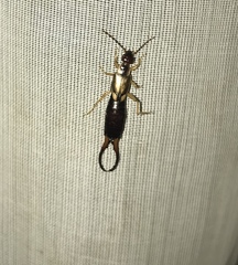 Forficula auricularia