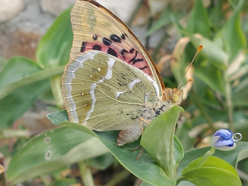 Cardinal Butterfly