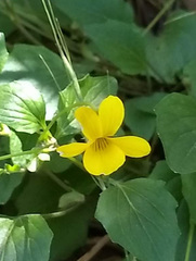 Viola purpurea
