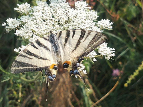 Scarce Swallowtail