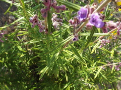 Trichostema