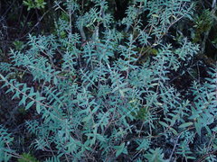 Pimelea tomentosa
