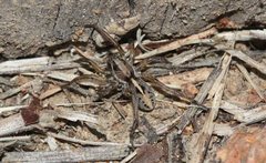 Artoriopsis