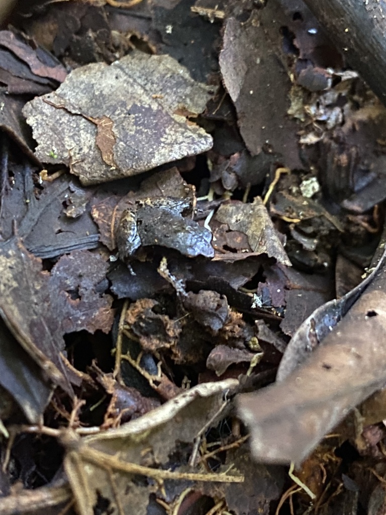 Phyllonastes myrmecoides
