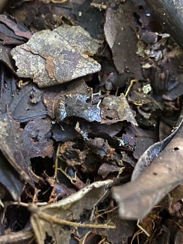 Loreto Leaf Frog, Phyllonastes myrmecoides