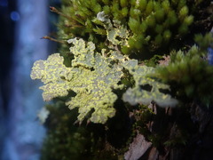 Crocodia rubella