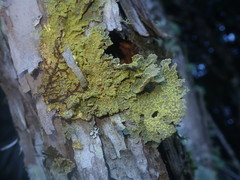 Crocodia rubella
