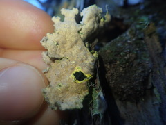 Crocodia rubella