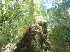Microsorum novae-zealandiae