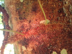 Microsorum novae-zealandiae