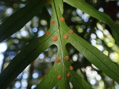 Microsorum novae-zealandiae