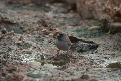 Spizella atrogularis