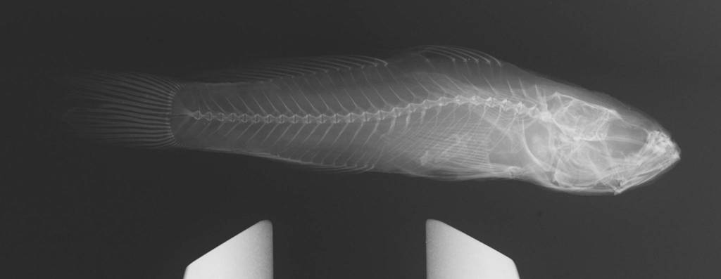 Ascension reef-goby (Priolepis ascensionis) — Gobiidae