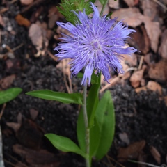 Stokesia laevis