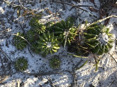Discocactus