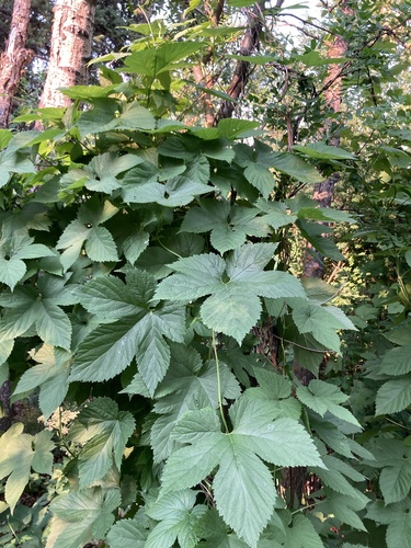 Image of Humulus americanus by (c) Caleb Catto, some rights reserved (CC BY)