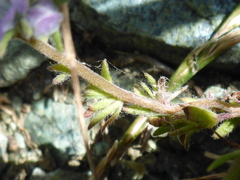 Phacelia divaricata