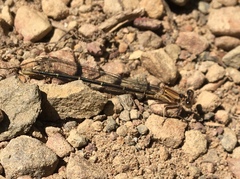 Argia sedula