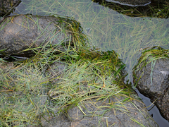 Zostera muelleri