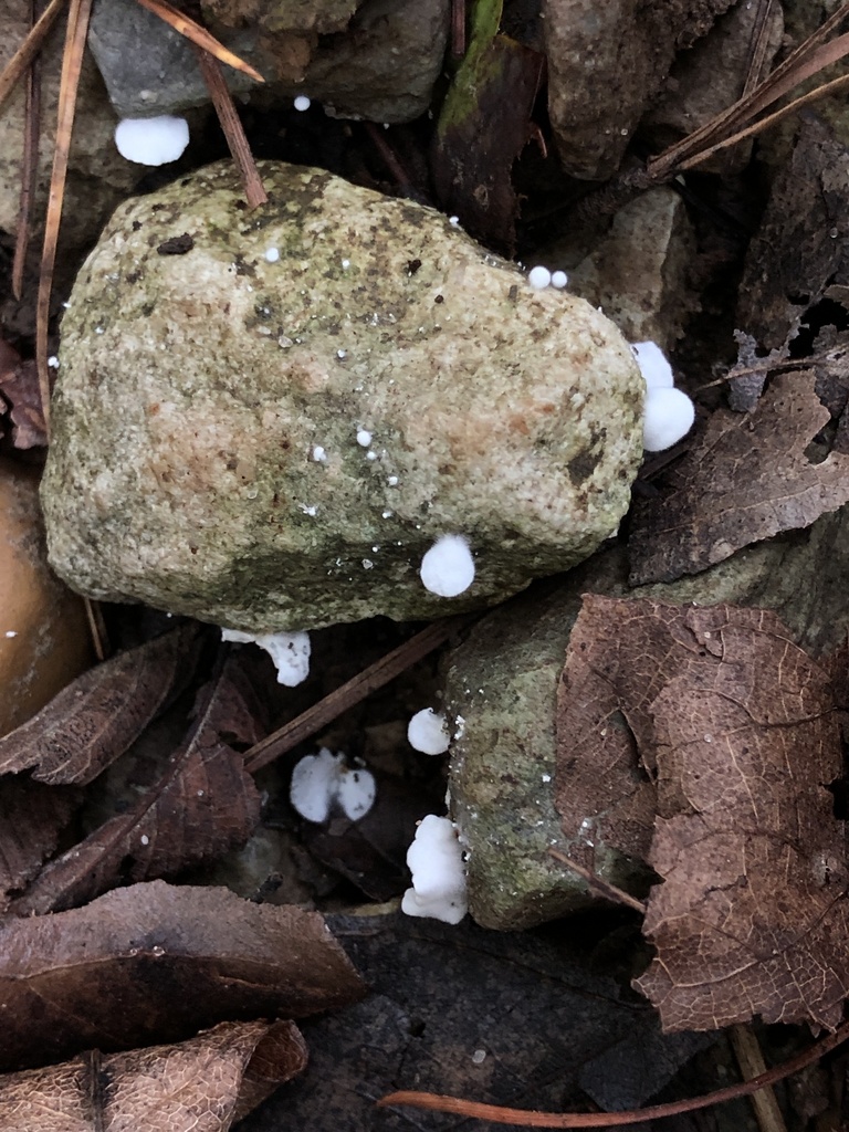 Clitopilus sp. 'LA01'