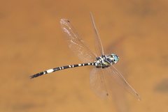 Parasynthemis regina