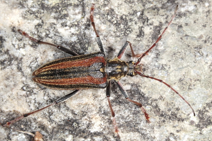 Oxymirus cursor