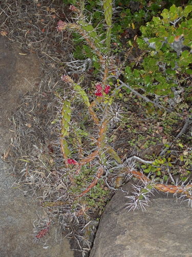 Image of Opuntia aurantiaca by (c) Nicola van Berkel, some rights reserved (CC BY-SA)