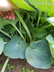 Hosta ventricosa