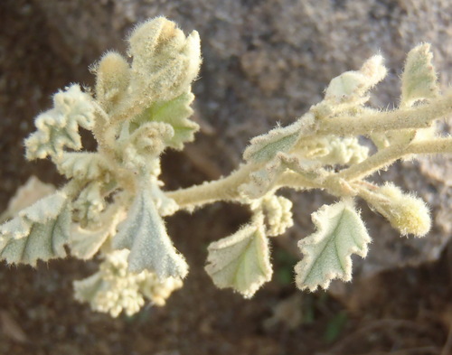 Image of Hermannia vestita by (c) Nicola van Berkel, some rights reserved (CC BY-SA)