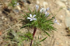 Navarretia tagetina