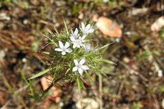 Navarretia tagetina