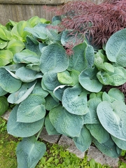 Hosta ventricosa
