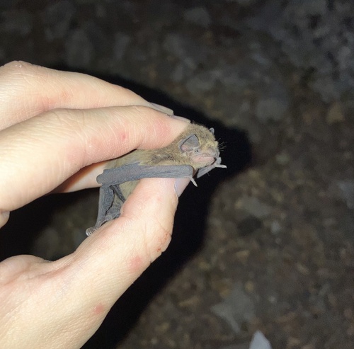 Hanak's dwarf bat (Pipistrellus hanaki) — Vulnerable Mammalia