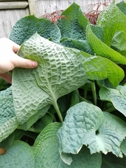 Hosta ventricosa