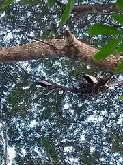 Theristicus caudatus