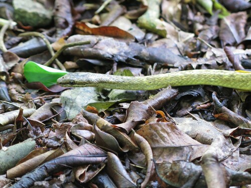 Photo of a Terre-de-Haut Racer (Alsophis sanctonum)