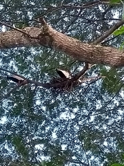 Theristicus caudatus