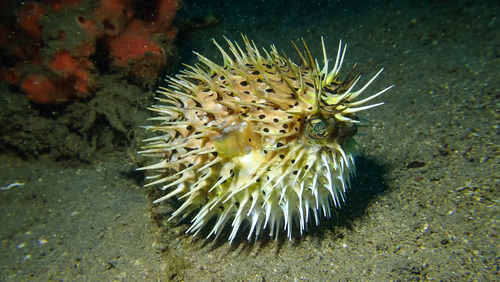 Longspined Porcupinefish