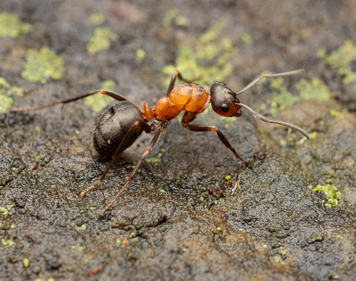 Red wood ant